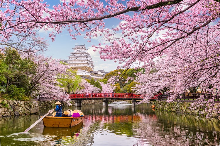 Iconic cherry blossoms of DC inspire new uniforms for local