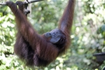 Sabah Nature Watch