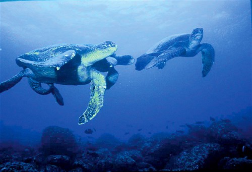 Voyage Galapagos 6 Days