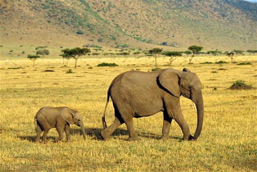 Kifaru Safari