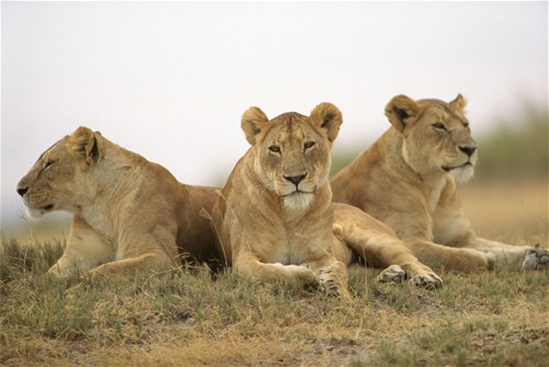 A Taste Of Kenya