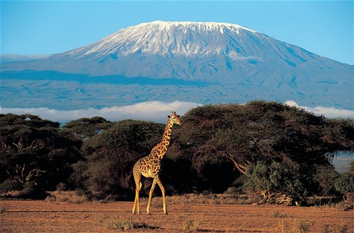 Kenya Classic