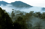 Splendours Of Borneo