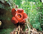 Sarawak Encounter