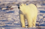 Spitsbergen, Greenland & Iceland
