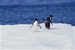 Antarctica, Falklands & South Georgia