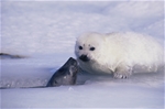 Spitsbergen