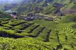 Cameron Highlands Escape