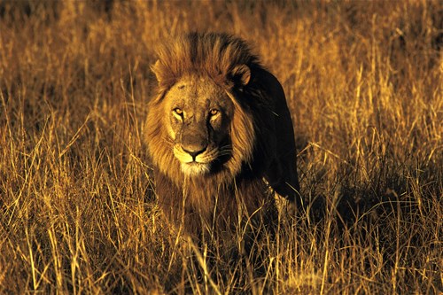 Simba Safari