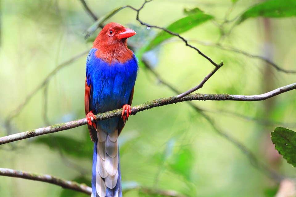 Bird Watching in Bundala National Park