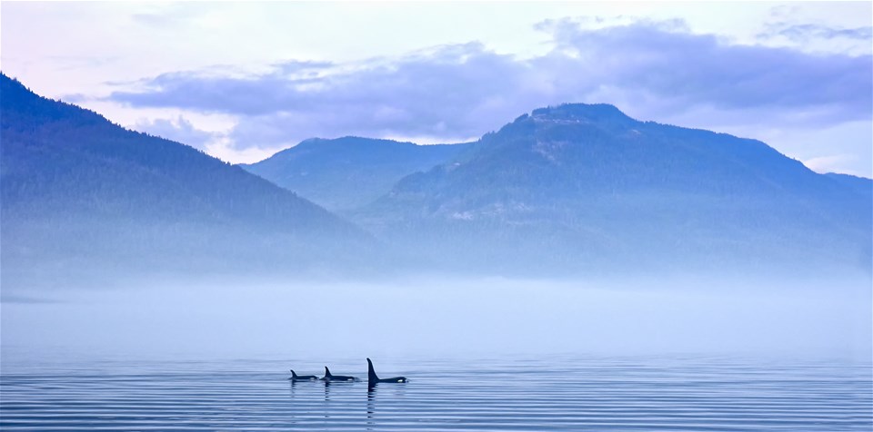 Vancouver Island's Bears & Whales - Cruise America