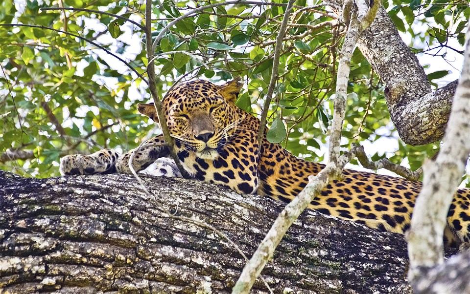 Wilpattu National Park