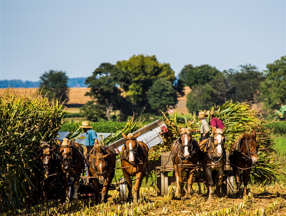 A Day in Amish Country