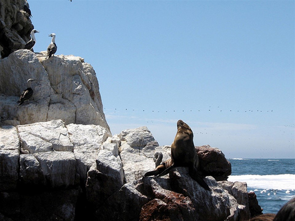 Ballestas Islands Boat Tour