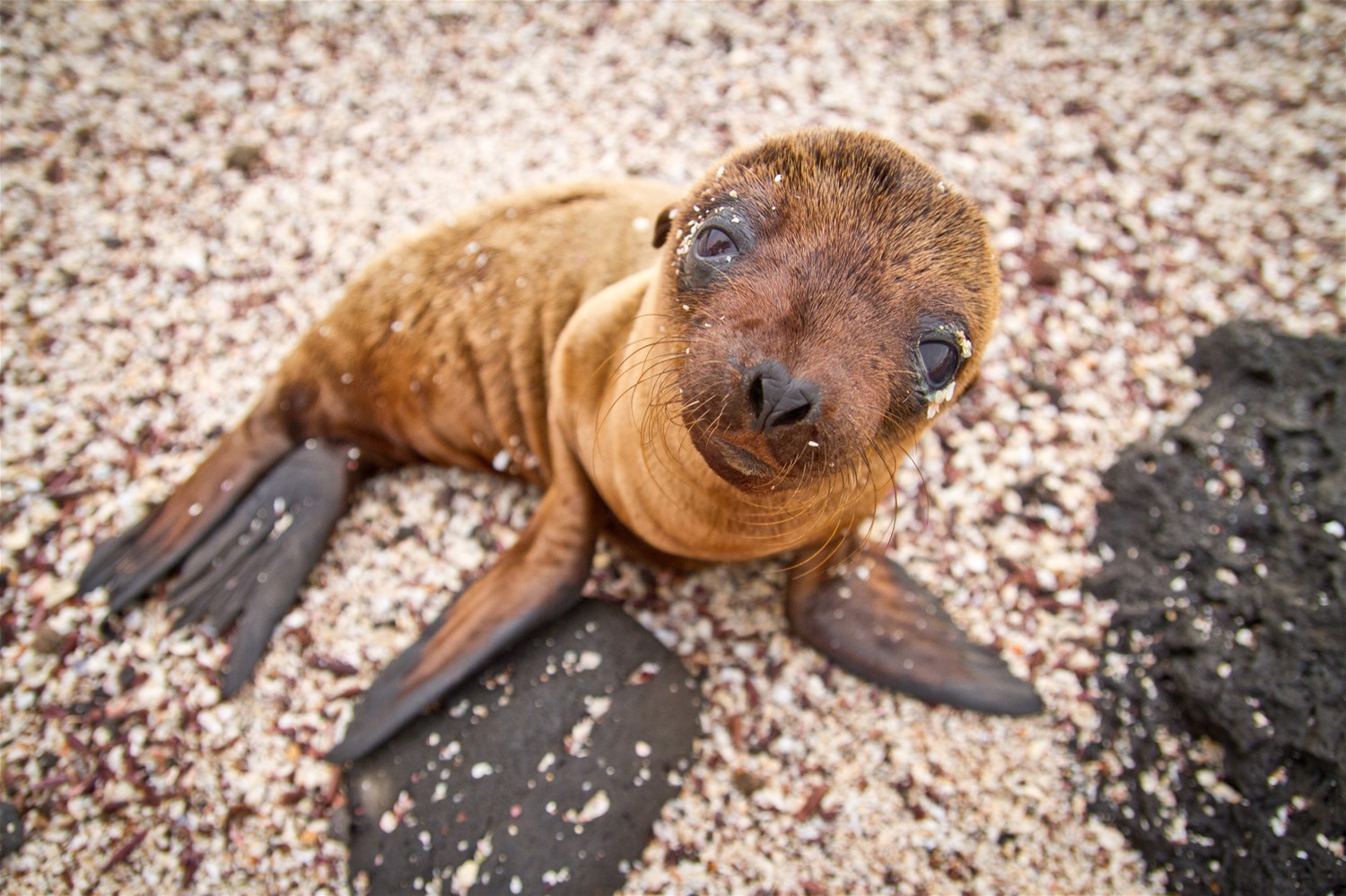 Meet the Galapagos Animals | Trailfinders