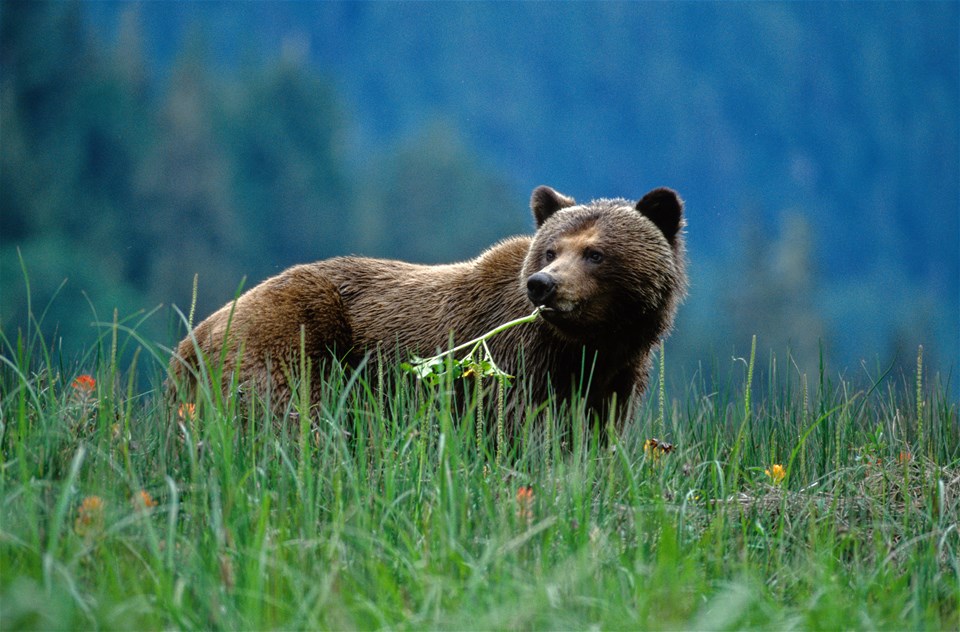 Bears & Lodges of British Columbia