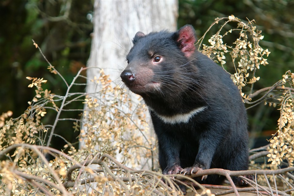 An Evening with Tasmanian Devils