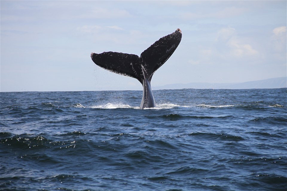 Whale Watch Tour from Cape Town with Transfers