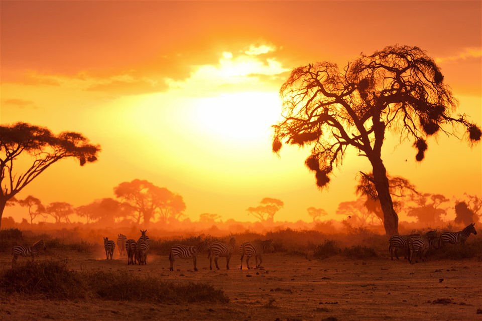 Single Acacia Tree at Sunrise, Masai Mara, Kenya скачать