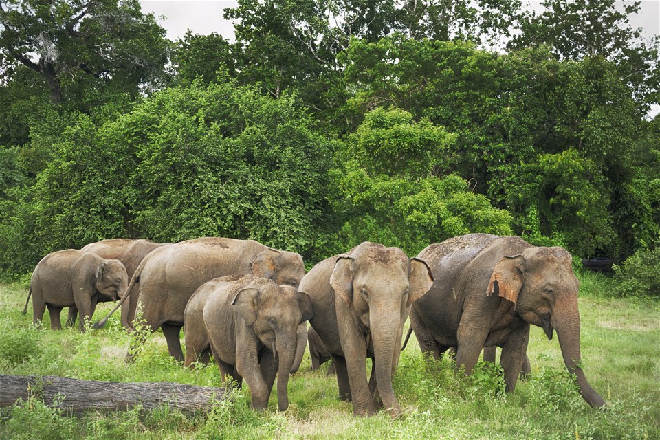 Elephants, Rainforest & Beach Extension