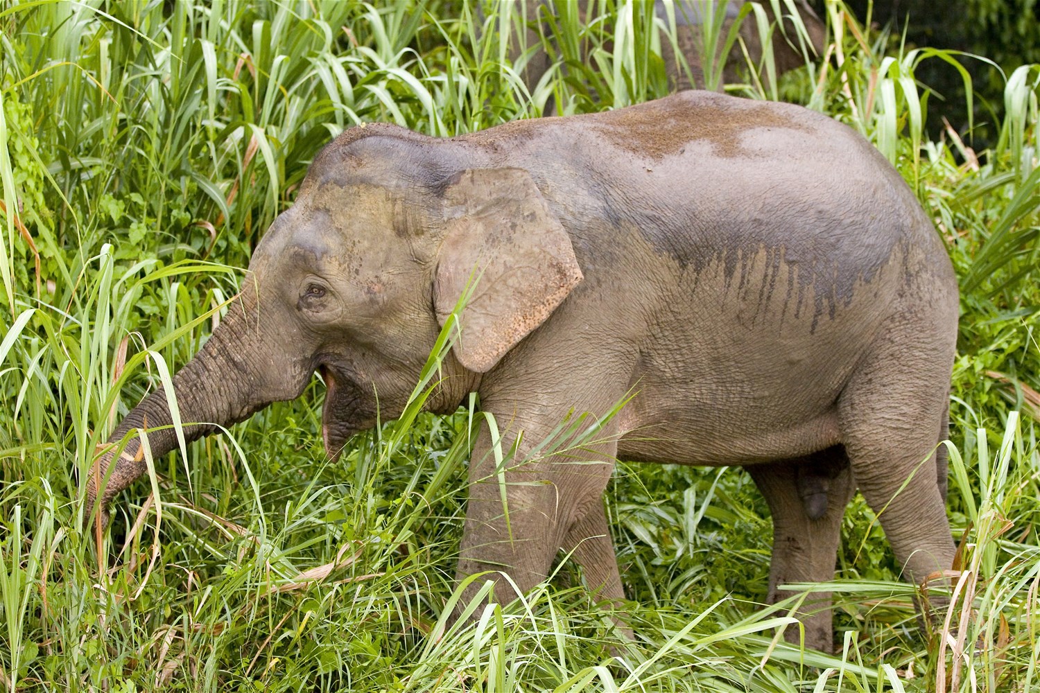 Tabin Wildlife Reserve