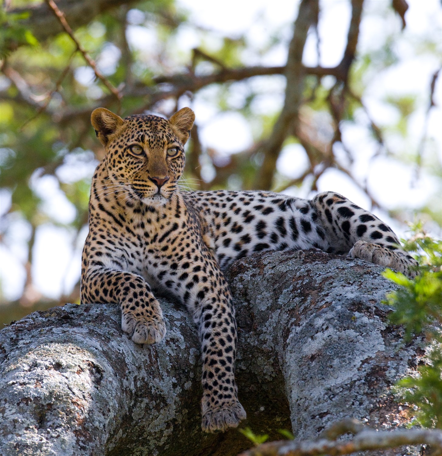 Yala National Park