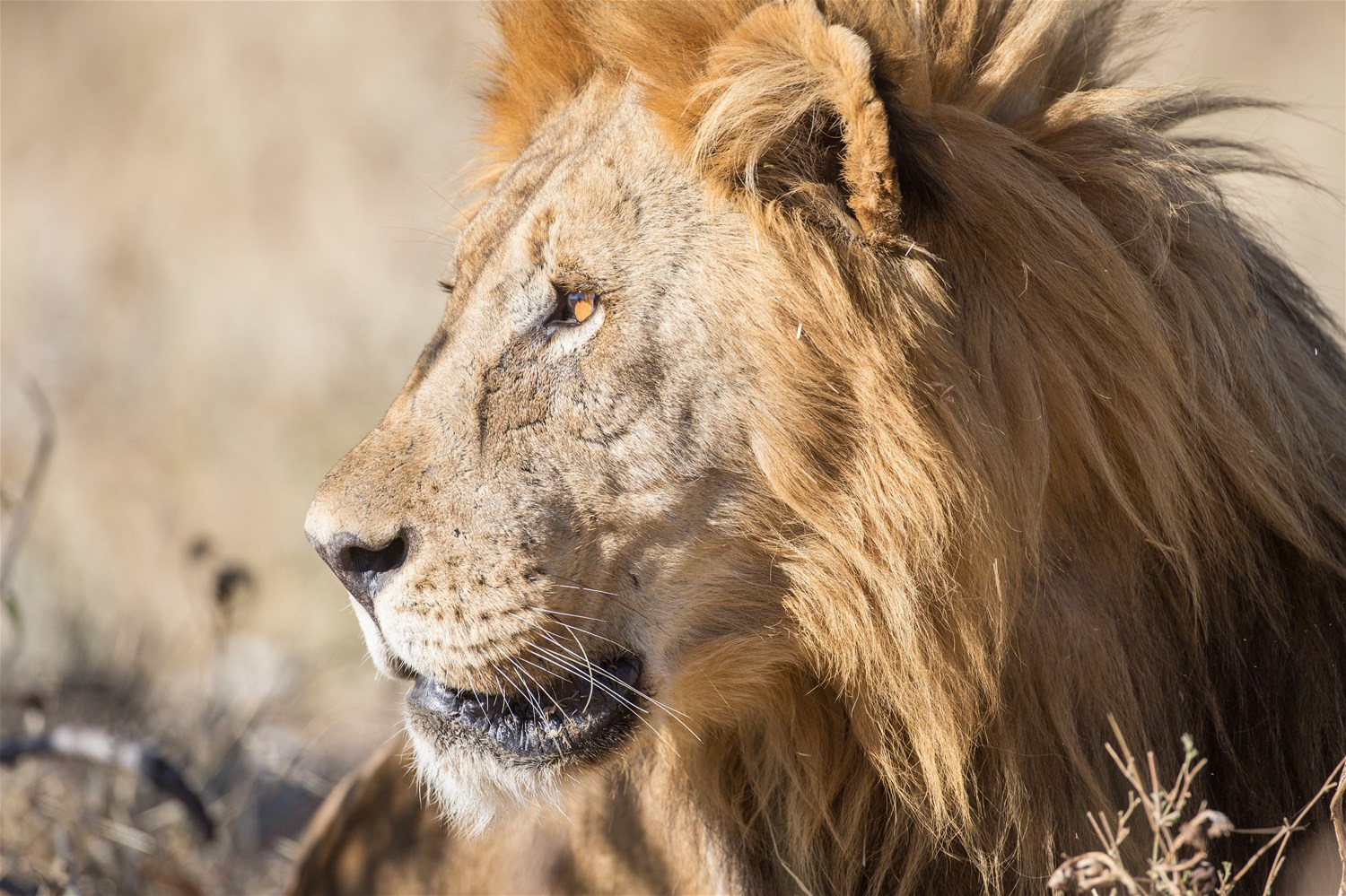 Etosha National Park