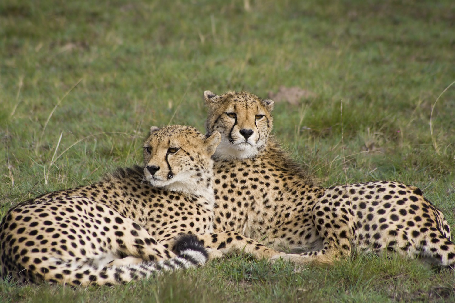 trailfinders tanzania safari reviews