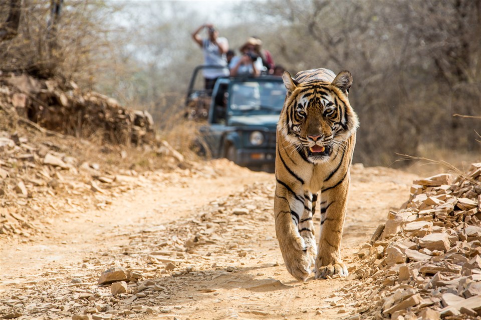 Tiger Extension from Mumbai