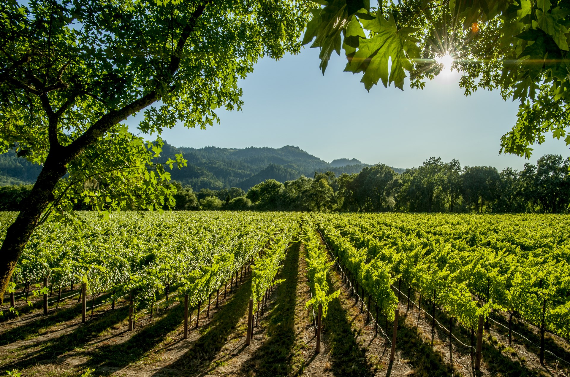 Holidays In California Wine Country Trailfinders