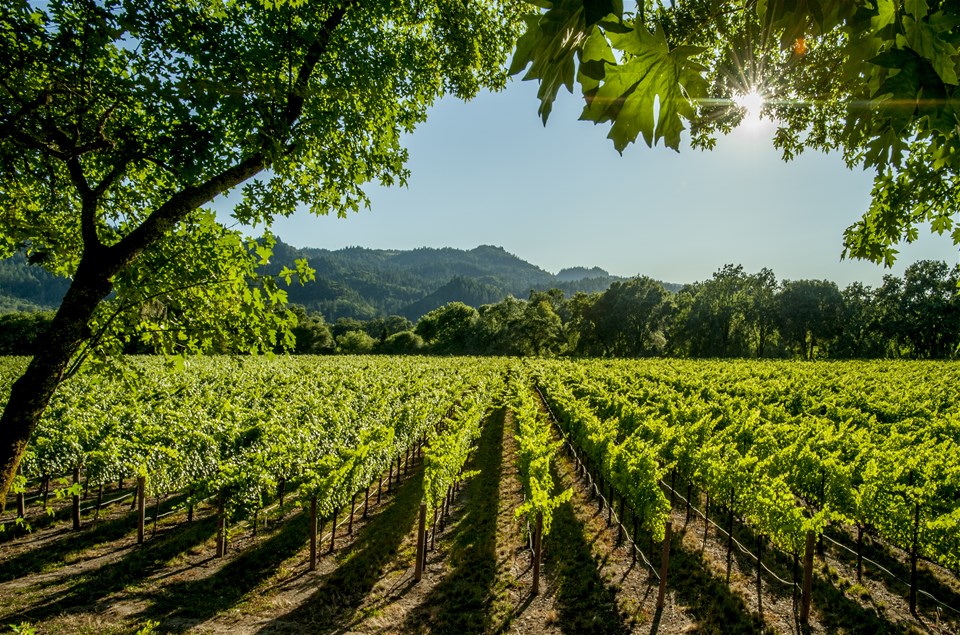 Napa Valley Wine Trolley Tour