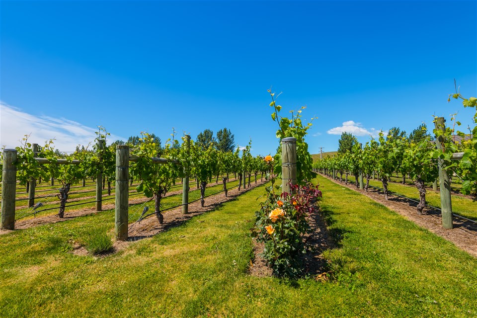 Hawke's Bay Half Day Wine Odyssey