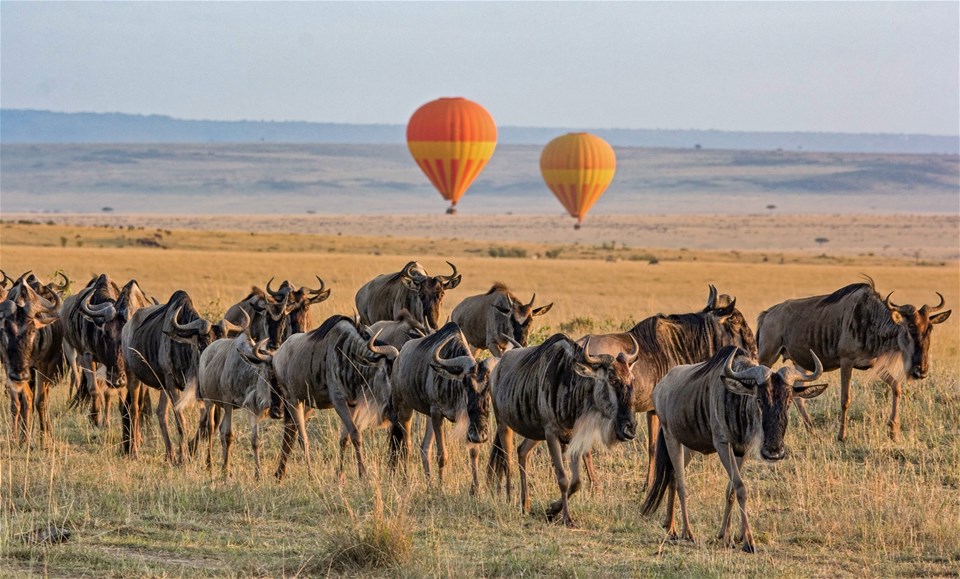 A Kenyan Odyssey to the Mombasa Coast (small group)