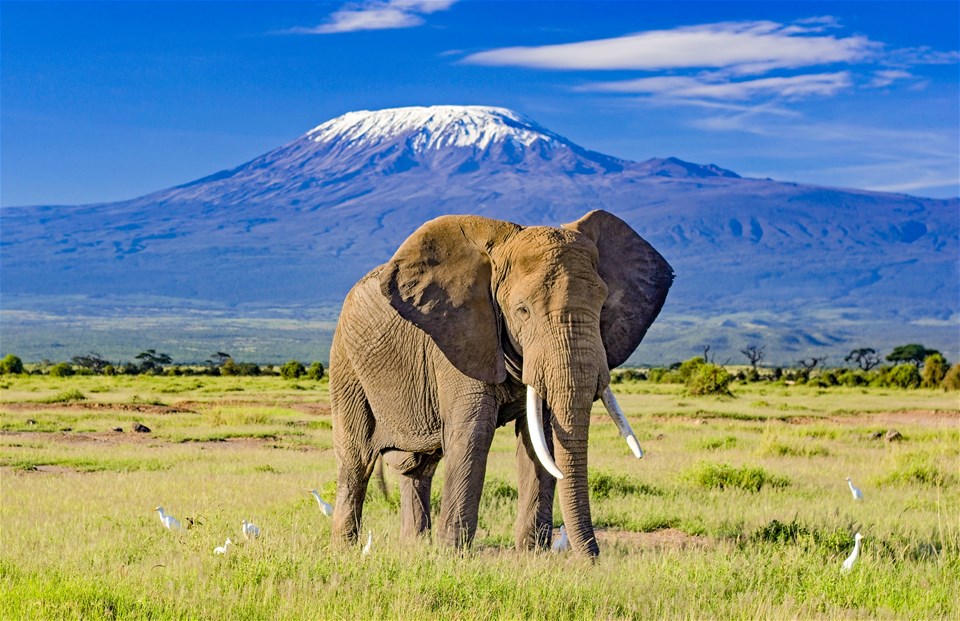 Amboseli & Masai Mara Explorer