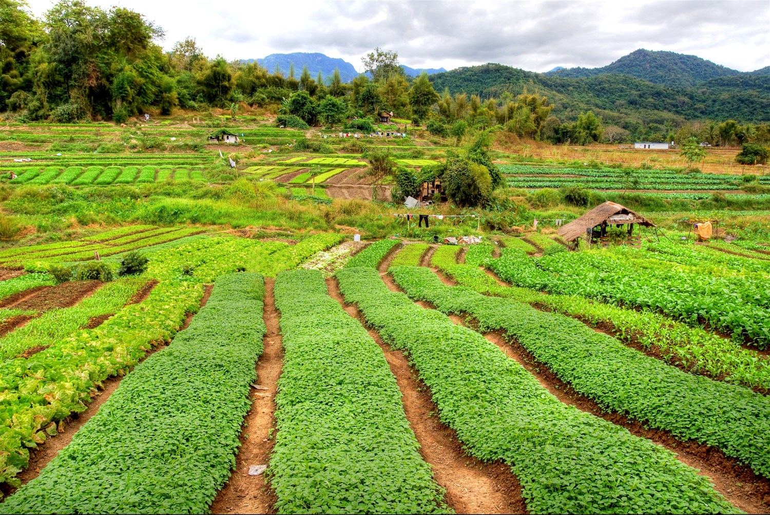 Laos