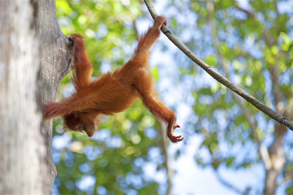 Borneo Family Holiday Comfort