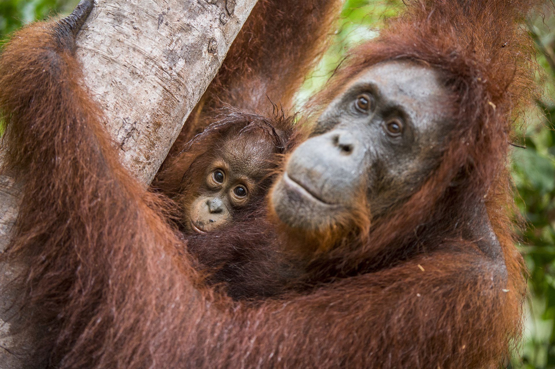 Borneo