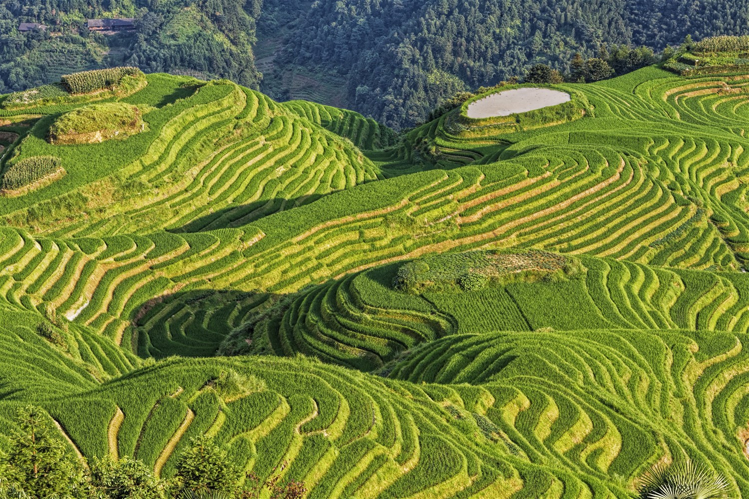 Longji Rice Terraces