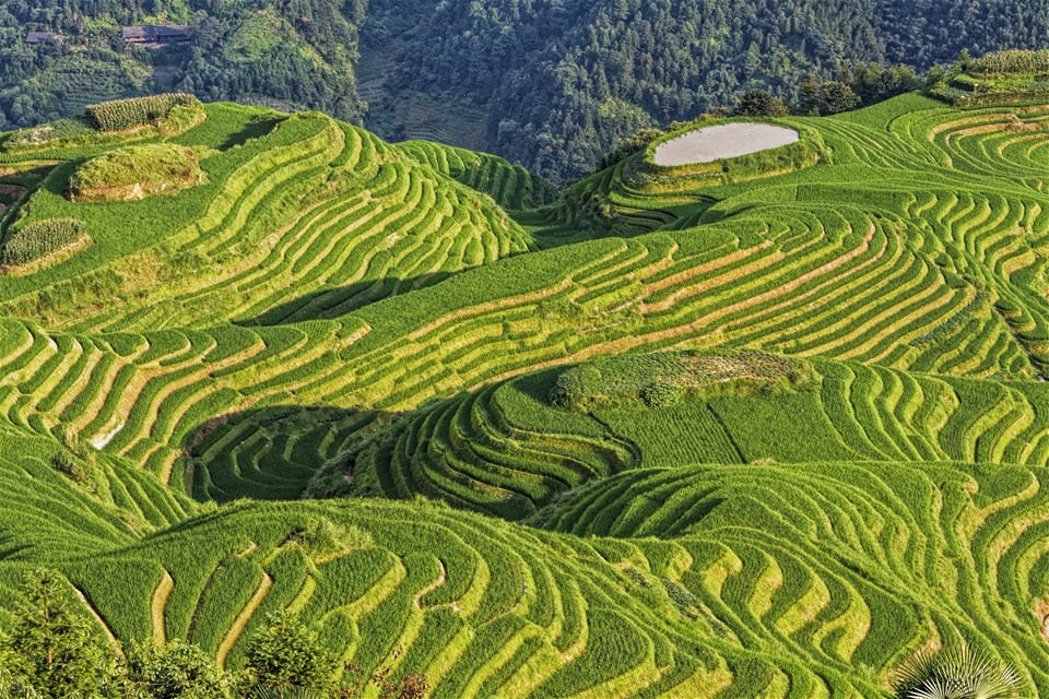 The Dragon's Backbone Rice Terraces