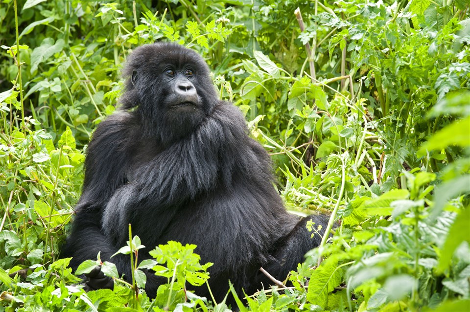 Uganda Overland: Gorillas & Chimps