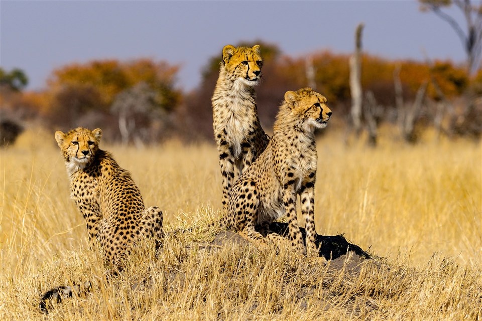 Wild Kenya & Coast