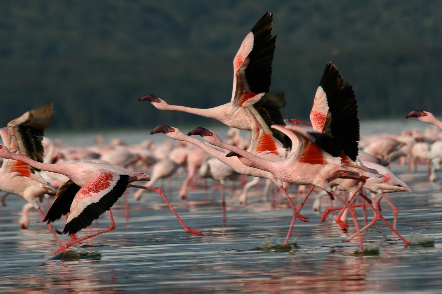 Lake Naivasha