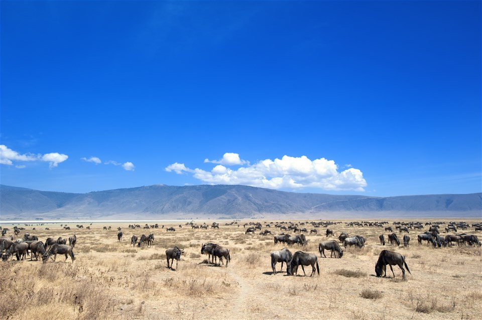 Serengeti Trail