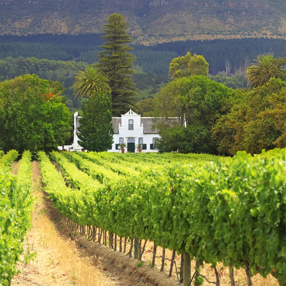 Private Constantia Wine Tour