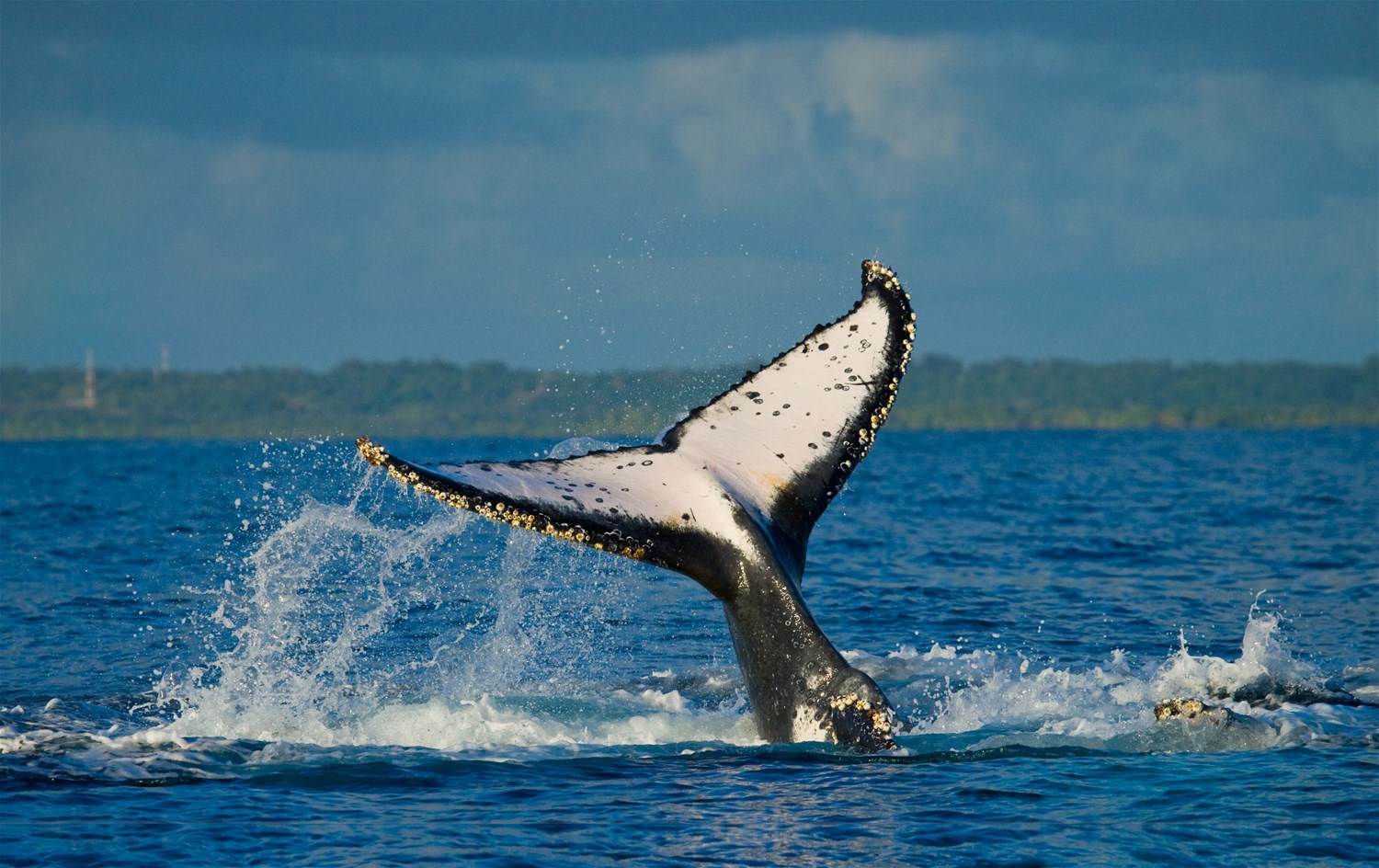 Stewart Island & The South East Coast