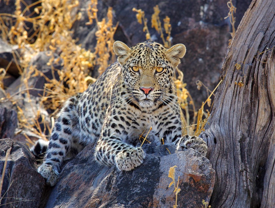 South Africa - Walking & Wildlife