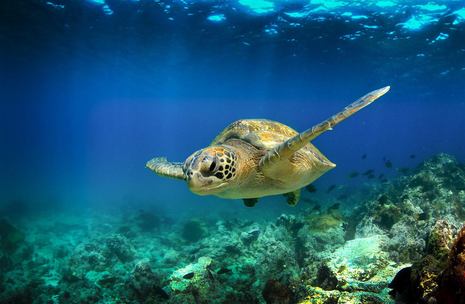 Galapagos Cruises