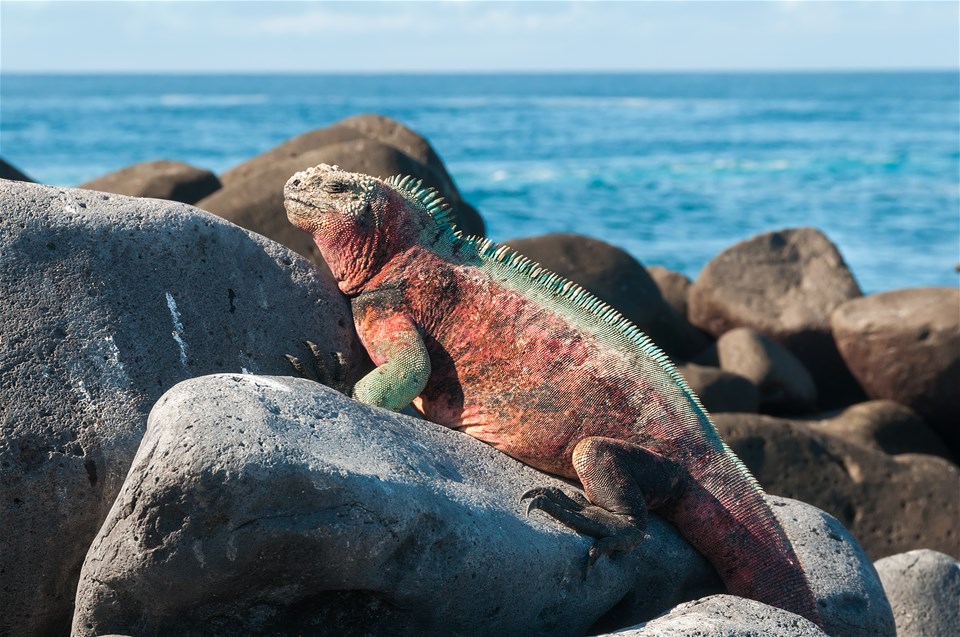 Best of Galapagos