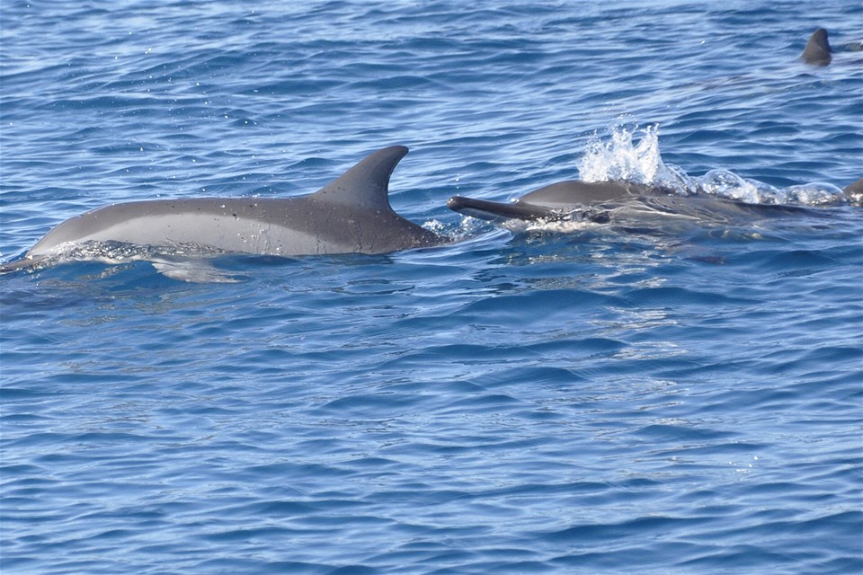 Dolphin Coast Catamaran Cruise