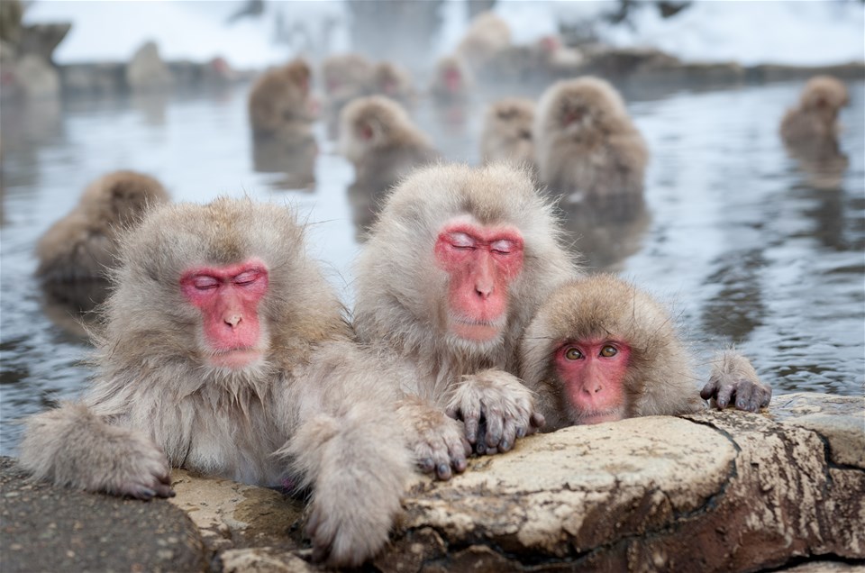 Snow Monkeys & Onsen